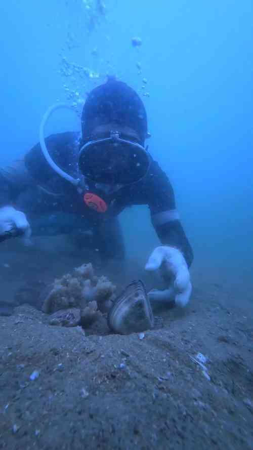 青岛海螺大爆发！潜水员3小时捞3500元，引发十年最强自然奇观