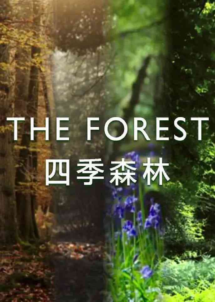 《四季森林 第一季》免费在线播放｜纪录片·英国